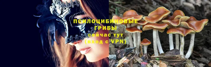 Псилоцибиновые грибы Magic Shrooms  площадка клад  Катав-Ивановск 